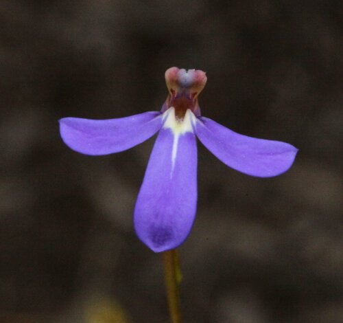 Lobelia rarifolia