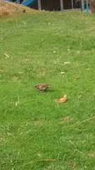 Zonotrichia capensis