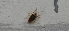 Acanthosoma spinicolle