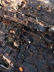 Mioptachys flavicauda