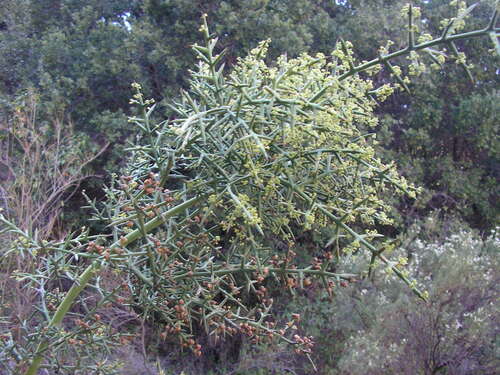 Colletia hystrix (Colletia hystrix)