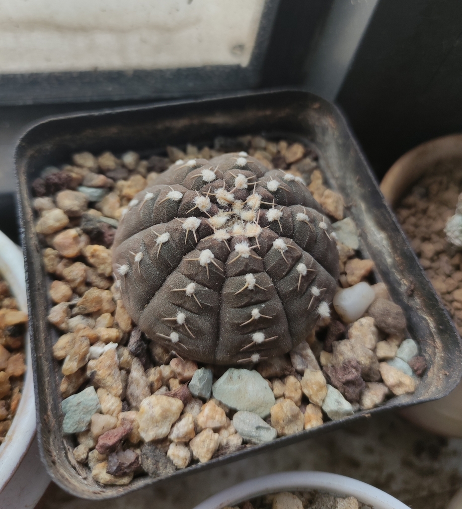 Gymnocalycium ragonesei  iNaturalist
