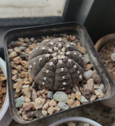 Gymnocalycium ragonesei