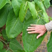 Giant Knotweed - Photo (c) own work, some rights reserved (CC BY-SA)