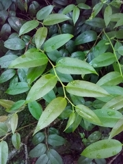 Leucothoe