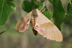 Pachysphinx occidentalis