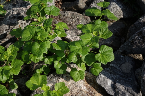 Ribes fragrans (Ribes fragrans)