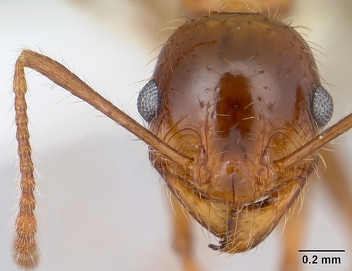 Pheidole spininodisPheidole spininodis