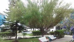 Parkinsonia aculeata