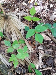 Toxicodendron radicans image