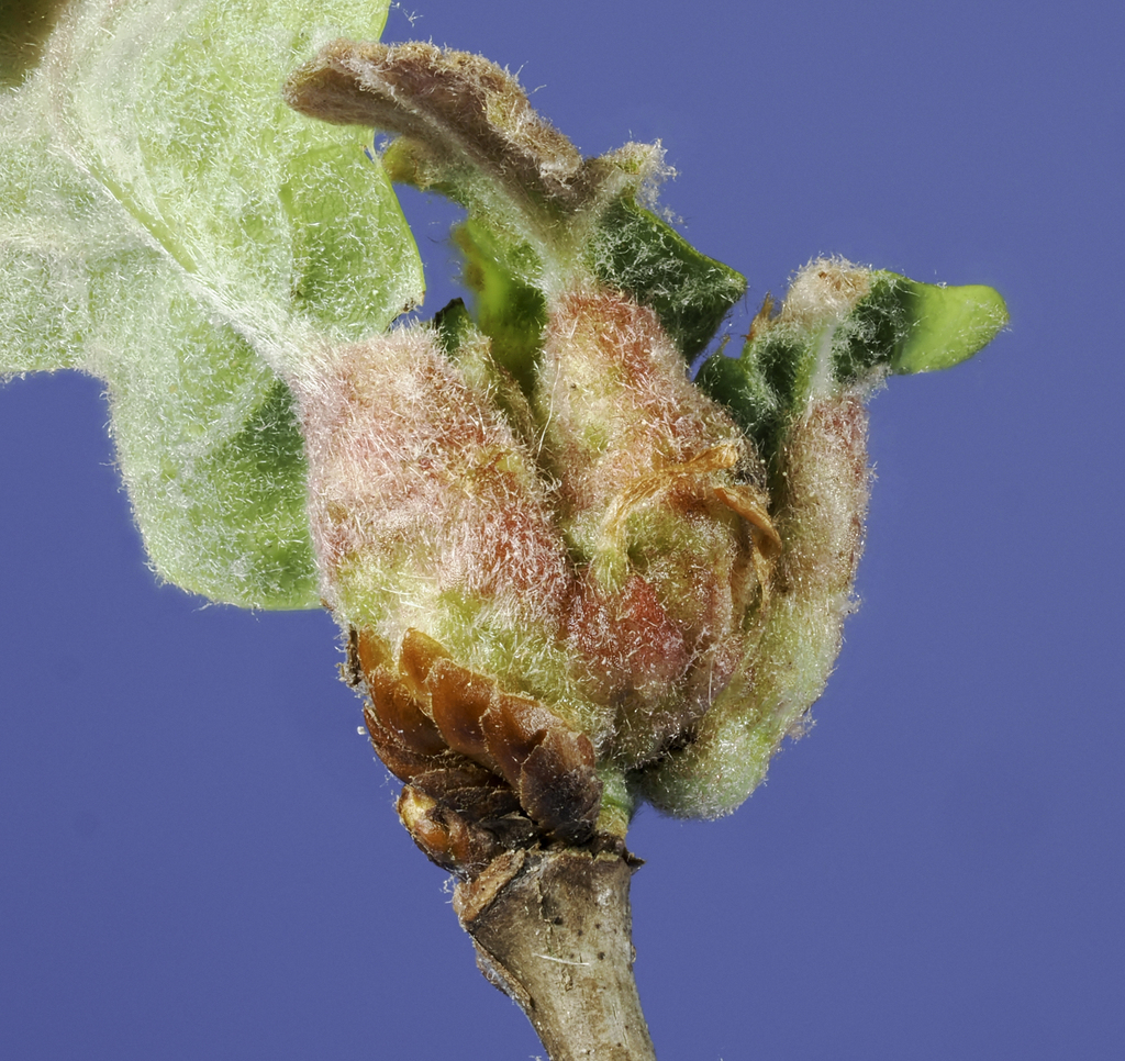 Neuroterus minutus