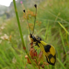 Libelloides macaronius