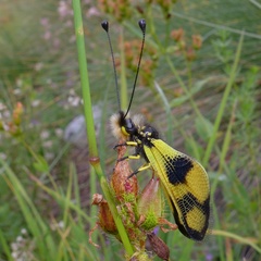 Libelloides macaronius