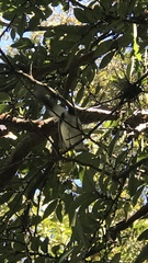 Polioptila caerulea image