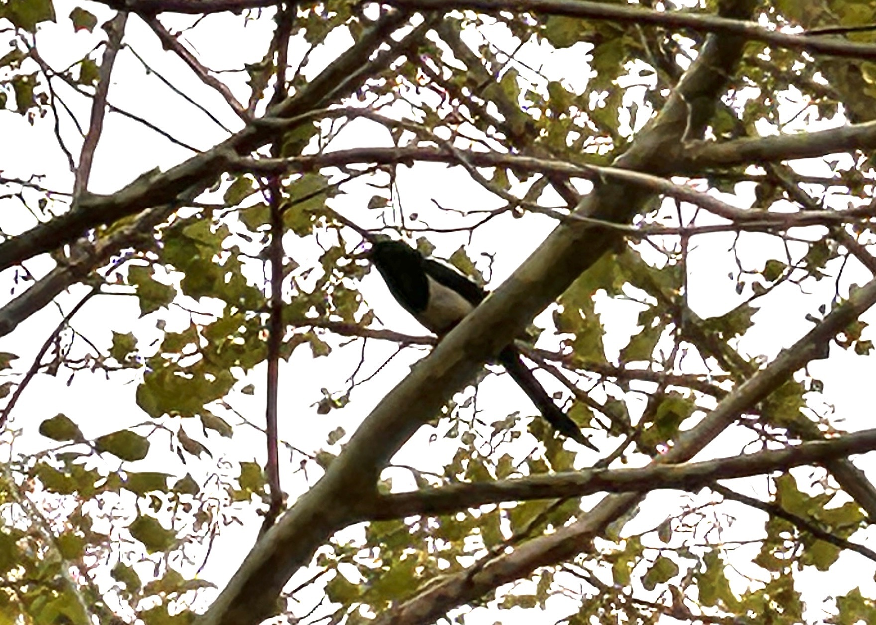 Oriental Magpie