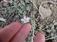 Claytonia rosea