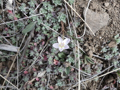 Claytonia rosea