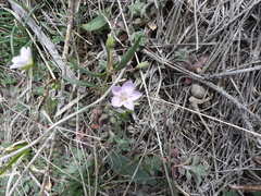 Claytonia rosea