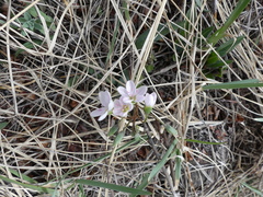 Claytonia rosea