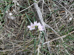Claytonia rosea