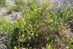 Erica barbigeroides