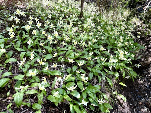 California fawnlily (Erythronium californicum)
