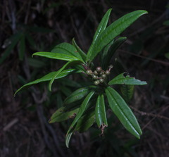 Ardisia lindleyana