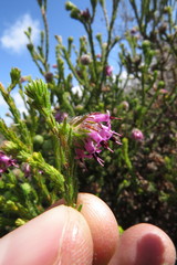 Erica barbigeroides
