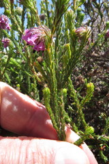 Erica barbigeroides