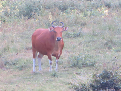 Bos javanicus