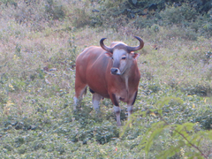 Bos javanicus