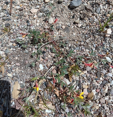 Image of Acmispon oroboides by (c) Tyler Ekholm, some rights reserved (CC BY)