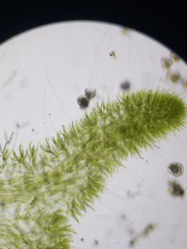 Chaetophora lobata, 2023-04-13