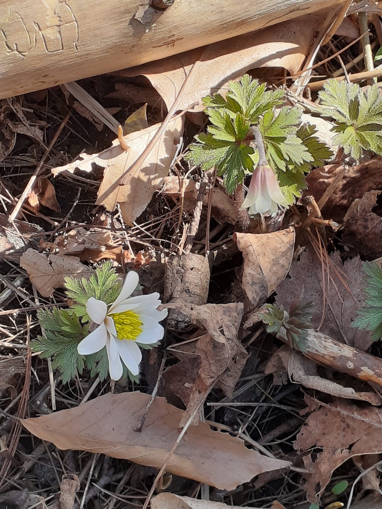 Greek Anemone From Mississauga ON L5C 2S7 Canada On April 12 2023 At   Large 