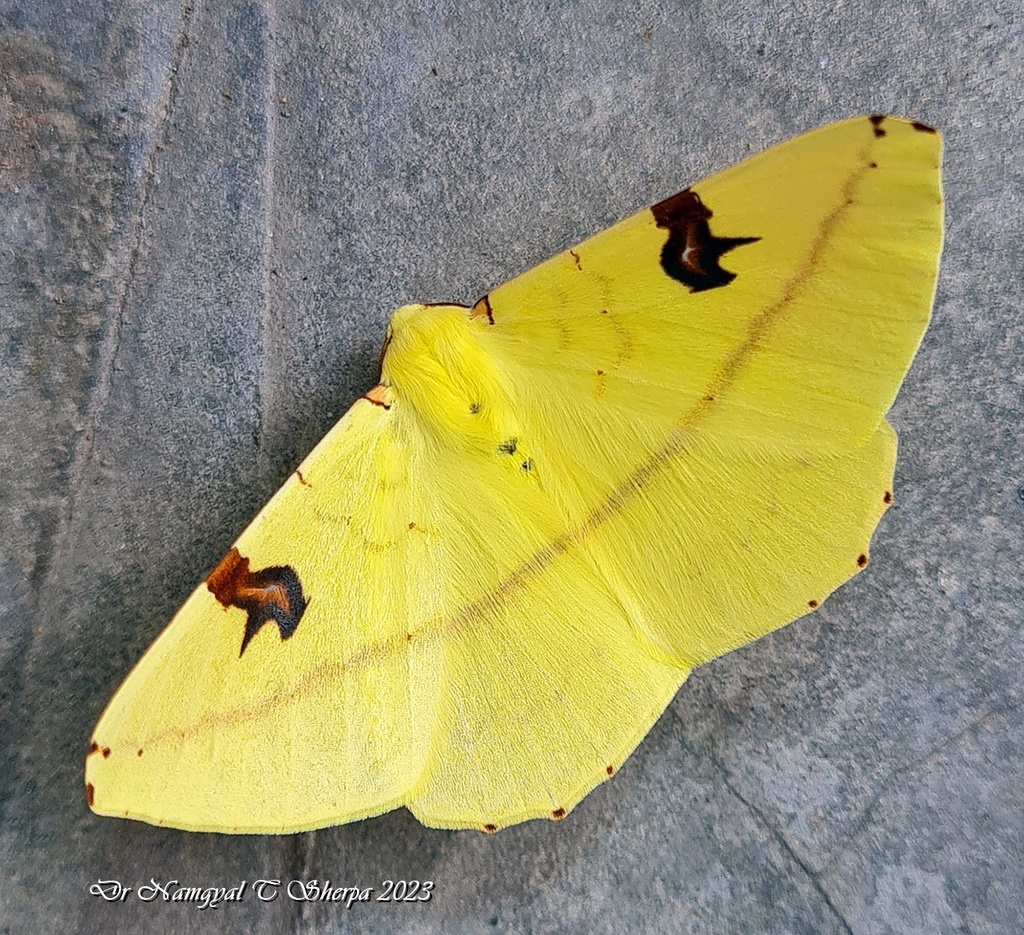Opisthograptis moelleri
