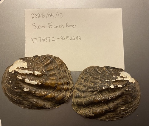 Three-ridge Mussel