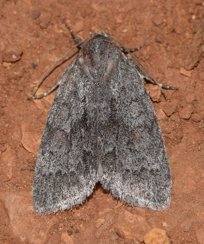 Horse Chestnut Moth