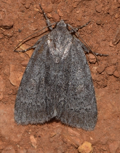 Horse Chestnut Moth