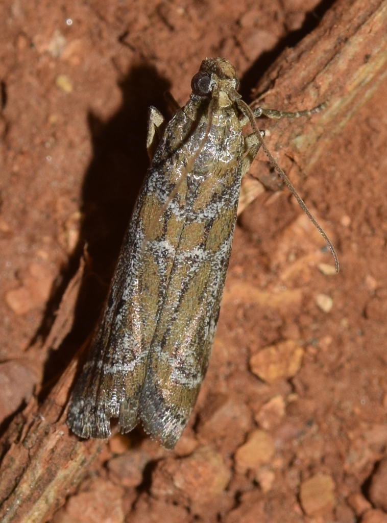 Uncinus hispanella