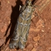 Uncinus hispanella - Photo (c) faluke,  זכויות יוצרים חלקיות (CC BY-NC), הועלה על ידי faluke