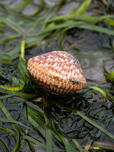 Nuttall's Cockle