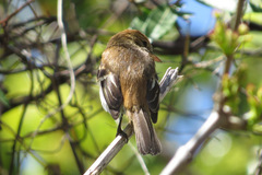 Lathrotriccus euleri