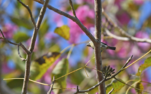 White-eared Conebill (Conirostrum leucogenys), photo 10