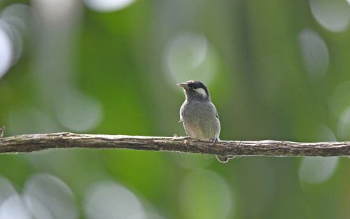 White-eared Conebill (Conirostrum leucogenys), photo 7