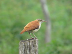 Furnarius leucopus cinnamomeus