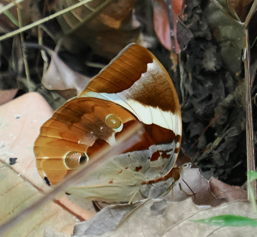 Tufted Jungle King
