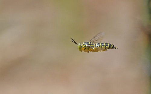 Sand Wasp