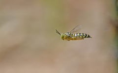 Sand Wasp