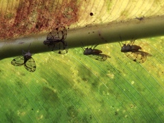 Nogodinidae