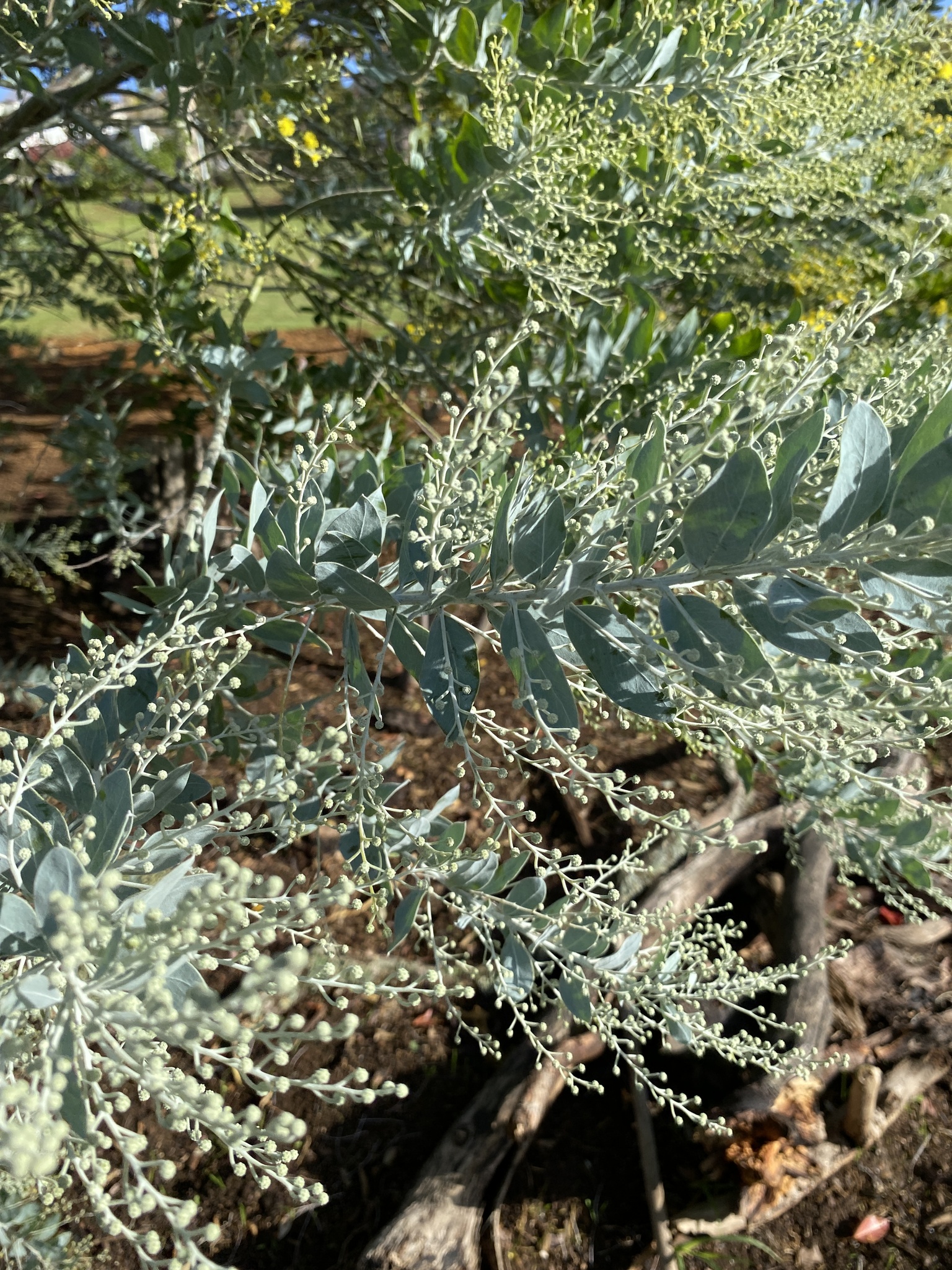 ACACIA PODALYRIIFOLIA - Mimosa D'argento, 10 Semi Selezionati EUR 2,50 - IT - Foto 3